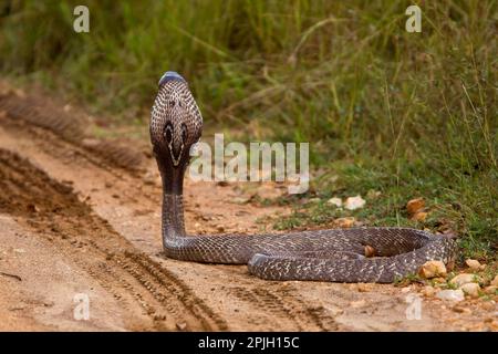 Serpente spettacolare, cobra dell'Asia meridionale, serpenti spectacled, cobra dell'Asia meridionale (bene), altri animali, serpenti velenosi, serpenti velenosi, rettili Foto Stock