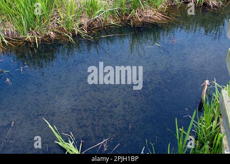 Comune rospo, comune rospo, anfibi, altri animali, rane, Toad, Toads, animali, un gran numero di tadpoles di rospo nella diga di Norfolk Foto Stock