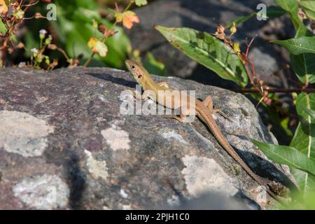 Lucertola di smeraldo gigante, lucertola di smeraldo gigante, altri animali, rettili, animali, Lucertole, travi Lizard verde Foto Stock