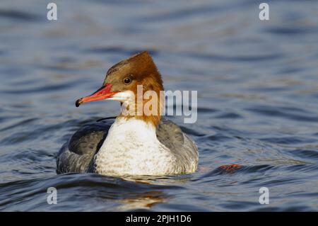 Comune merganser (Mergus merganser) femmina adulta, nuoto sulle acque increspate del lago, Llyn Padarn, Llanberis, Snowdonia N. P. Gwynedd, Nord Foto Stock