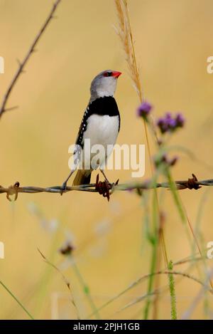 Diamante fiRetail (Stagonopleura guttata) arroccato su una recinzione di filo spinato che raggiunge i semi di erba, Queensland sud-orientale, Australia Foto Stock