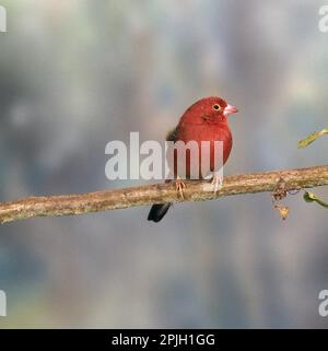 Lucciola rossa (Lagonosticta senegala), lucciola senegalese, uccelli canori, animali, uccelli, Lucciola rossa appollaiata Foto Stock