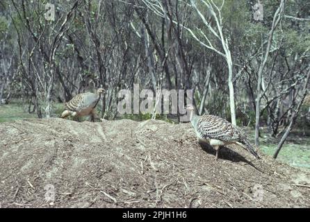 Malleefowl, pollo con termometro, pollo a zampe grandi, pollo a zampe grandi, uccelli di pollo, Animali, Uccelli, uccellino (Leipoa ocellata) coppia Foto Stock