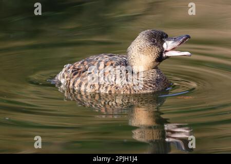 Anatra con dorso bianco, anatra con dorso bianco, anatra con dorso bianco, anatra con dorso bianco, anatra con dorso bianco, Anatre con dorso bianco, uccelli d'oca, semi-oche, animali Foto Stock