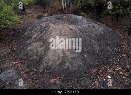 Malleefowl (Leipoa ocellata), pollo con termometro, pollo a zampe grandi, pollo a zampe grandi, uccelli di pollo, Animali, Uccelli, tumulo di nidificazione di mallefowl Foto Stock