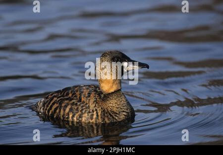 Anatra con dorso bianco, anatra con dorso bianco, anatra con dorso bianco, anatra con dorso bianco, anatra con dorso bianco, Anatre con dorso bianco, uccelli d'oca, semi-oche, animali Foto Stock