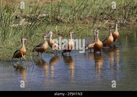 Anatra meno fischiante (Dendrocygna javanica), oche giavanese, Uccelli d'oca, Mezza oche, animali, Uccelli, gregge di anatra fischiante minore, in piedi Foto Stock