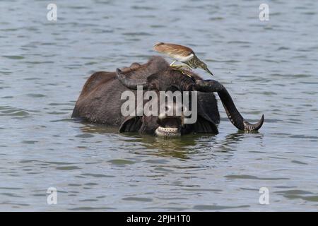 Indiano airone stagno (Ardeola grayii) adulto, piumaggio non allevamento, la cattura di mosche sulla testa di un bufalo casa (Bos arnee) in acqua, Yala Foto Stock