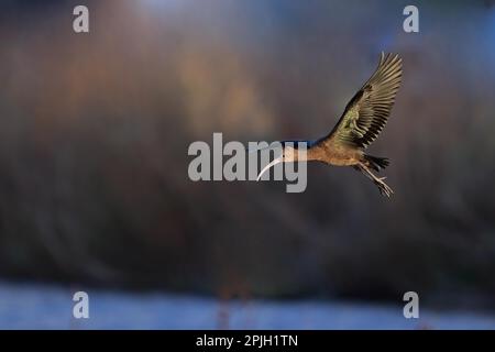 Glossy Ibis (Plegadis falcicinellus) per adulti, piumaggio senza allevamento, vagrante in volo, Norfolk, Inghilterra, Regno Unito Foto Stock