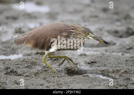 Pond-Heron cinese (Ardeola bacchus) adulto, non-breeding piumaggio, a piedi sul fango, Hong Kong, Cina Foto Stock