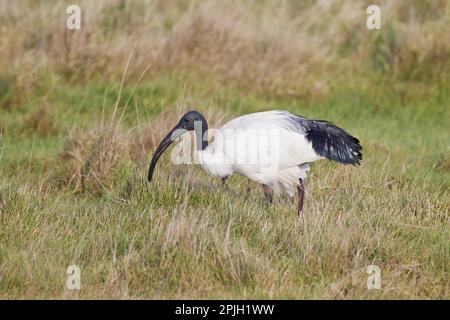 African african Sacred ibis (Threskiornis aethiopicus), adulto, contadino in erba, Salthouse, Norfolk, Inghilterra, Regno Unito Foto Stock