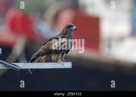 Aquilone dalle orecchie nere (Milvus migrans lineatus) adulto, arroccato su barca, porto di Aberdeen, isola di Hong Kong, Hong Kong, Cina Foto Stock