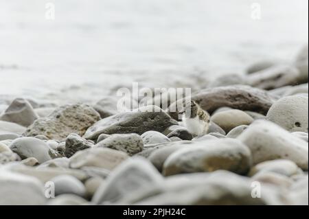 Pulcini dell'ostercatcher eurasiatico (Haematopus ostralegus) mimetosi tra le pietre sulla spiaggia durante la pioggia, Hornstrandir Foto Stock