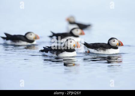 Puffin (Fratercula artica) cinque adulti, allevamento piumaggio, nuoto in mare, Flatey Island, Islanda Foto Stock