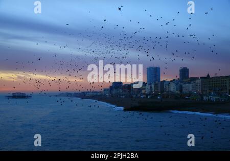 Starring comune (Sturnus vulgaris), in volo sul mare, radunando sul roost al tramonto, Brighton Pier, Brighton, East Sussex, Inghilterra Foto Stock