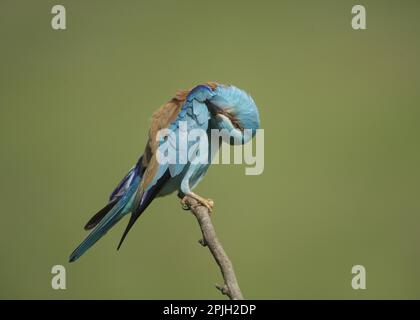 Rullo europeo (Coracias garrulus) adulto, preening, arroccato sul ramo, Hortobagy N. P. Ungheria Foto Stock