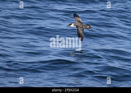 Grande Shearwater (Puffinus gravis) adulto, in volo sul mare, Marocco Foto Stock