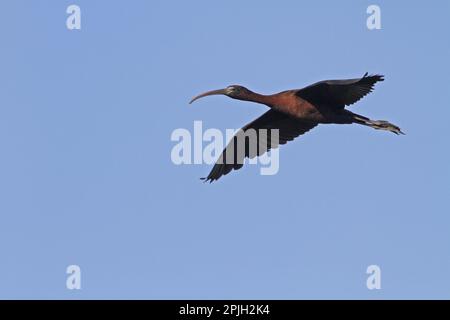 Brown Sickler, Brown Sickler, Animali, Uccelli, Flying Glossy Ibis, Coto Donana, Spagna Foto Stock