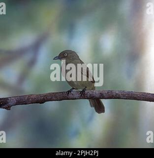 Sombre greenbul (Andromadus importunus), bulli snelli, uccelli, animali, uccelli, Zanzibar Sombre Greenbul Foto Stock