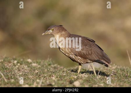 Giapponese Notturno-airone (Gorsachius goisagi) maschio immaturo, primo piumaggio invernale, foraggio in campo abbandonato paddyfield, Hong Kong, Cina Foto Stock