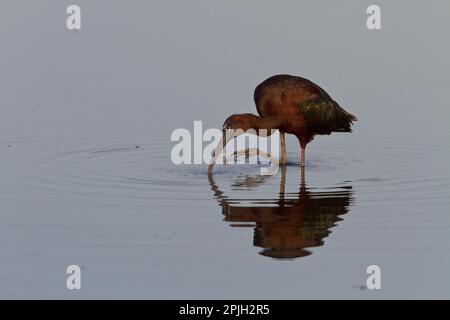 Brown Sickler, Brown Sickler, Animali, Uccelli, ibis lucido, lesvos grecia Foto Stock