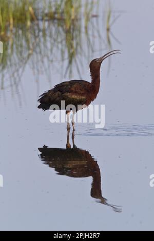 Brown Sickler, Brown Sickler, Animali, Uccelli, Glossy Ibis Foto Stock