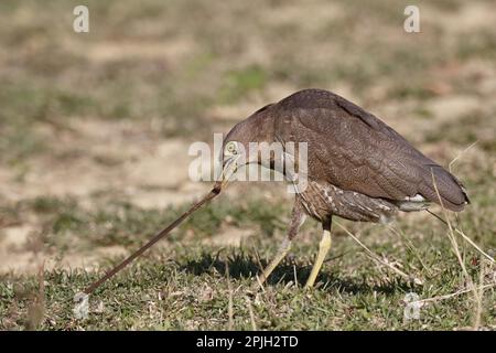 Giapponese Notturno-airone (Gorsachius goisagi) maschio immaturo, primo inverno precipitare, nutrire, tirare il terriccio da terra in campo di paddyfield abbandonato, Hong Foto Stock