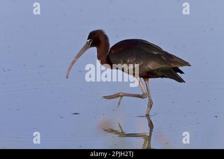 Brown Sickler, Brown Sickler, Animali, Uccelli, Glossy Ibis Foto Stock
