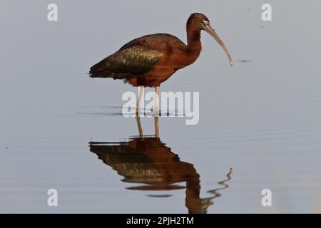 Brown Sickler, Brown Sickler, Animali, Uccelli, ibis lucido, lesvos grecia Foto Stock