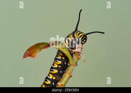 Bruco della farfalla monarca (Danaus plexippus) Asclepia curassavica, farfalla monarca, Benalmadena, provincia di Malaga, Andalusia, Spagna Foto Stock