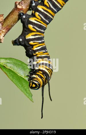 Bruco della farfalla monarca (Danaus plexippus) Asclepia curassavica, farfalla monarca, Benalmadena, provincia di Malaga, Andalusia, Spagna Foto Stock