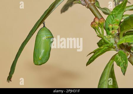 Farfalla monarca (Danaus plexippus), Chrysallis, Benalmadena, provincia di Malaga, Andalusia, Spagna Foto Stock