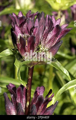 La genziana marrone (Gentiana pannonica) Foto Stock