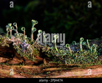 Lichen (Cladonia clorophea) Foto Stock