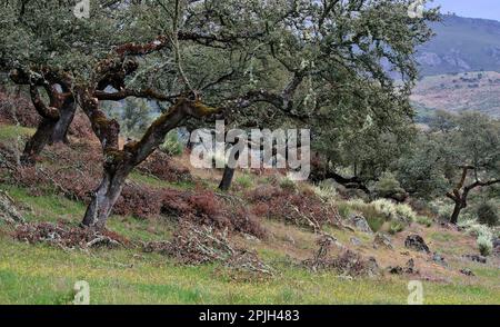 Quercia di lecci (Quercus ilex) in Estremadura, Spagna Foto Stock