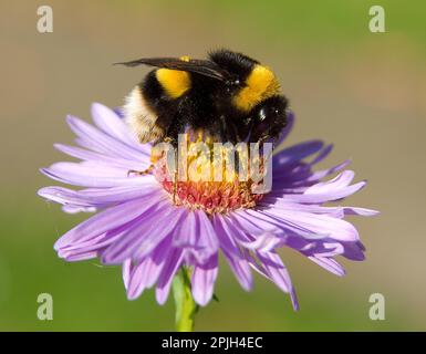 Bumblebee Terra scura su Aster Foto Stock