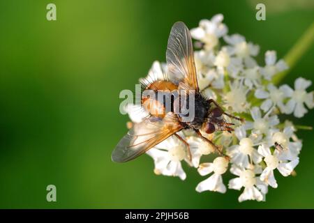 Hedgehog mosca, Tachina fera Foto Stock