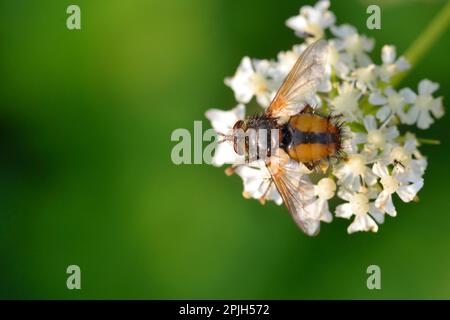 Hedgehog mosca, Tachina fera Foto Stock