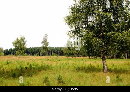 Teverener Heide, Renania settentrionale-Vestfalia, Germania Foto Stock