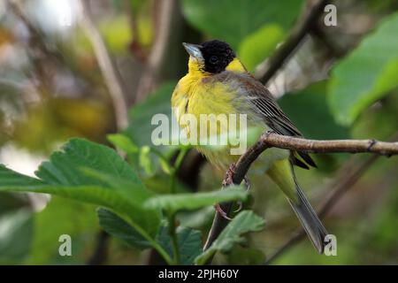 A testa nera Bunting Foto Stock