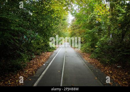 Hannover, Germania - 14 ottobre 2022. Herrenhausen, Hannover viale di alberi nella stagione autunnale Foto Stock