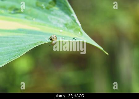 Lumaca bianca-capovolta sulla foglia verde di Hosta Foto Stock