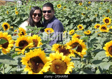 Latino coppia adulta di uomo e donna con occhiali e cappello sono felici e innamorati nel mezzo di un campo di fiori di girasole Foto Stock