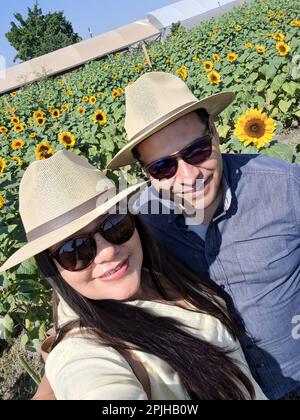 Latino coppia adulta di uomo e donna con occhiali e cappello sono felici e innamorati nel mezzo di un campo di fiori di girasole Foto Stock