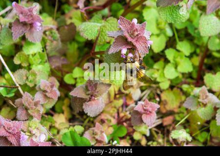 Un'ape bumble (Bombus, probabilmente Bombus flavifrons) con la sua testa nel fiore di un'ortica morta viola (Lamium purpurpureum), un importante primo bloomer. Foto Stock