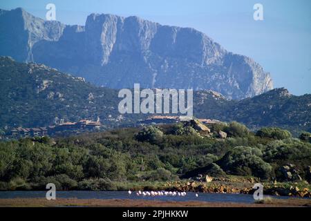 Fenicotteri nelle lagune di Porto Istana (Olbia). Sullo fondò l'Isola di tavolara Foto Stock