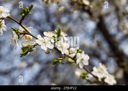 Vista in primo piano di un bellissimo albero di prugne fiorito all'aperto Foto Stock