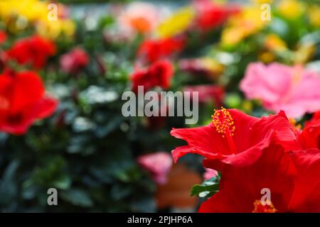 Splendidi fiori di ibisco rosso su sfondo sfocato, primo piano. Spazio per il testo Foto Stock