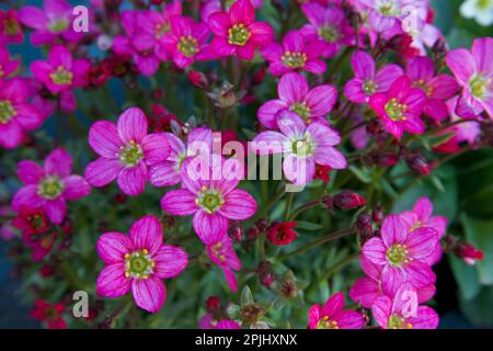 Saxifraga (Saxifraga Arendsii Rose Robe). Spesso chiamato Moss Saxifraga o Mossy Saxifrage. Foto Stock
