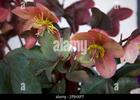 Primo piano di helleborus orientalis rosa, la rosa quaresimale. Nella famiglia delle coppe, Ranunculaceae. Focalizzato su 2 (due) fiori. Sfondo bianco. Foto Stock